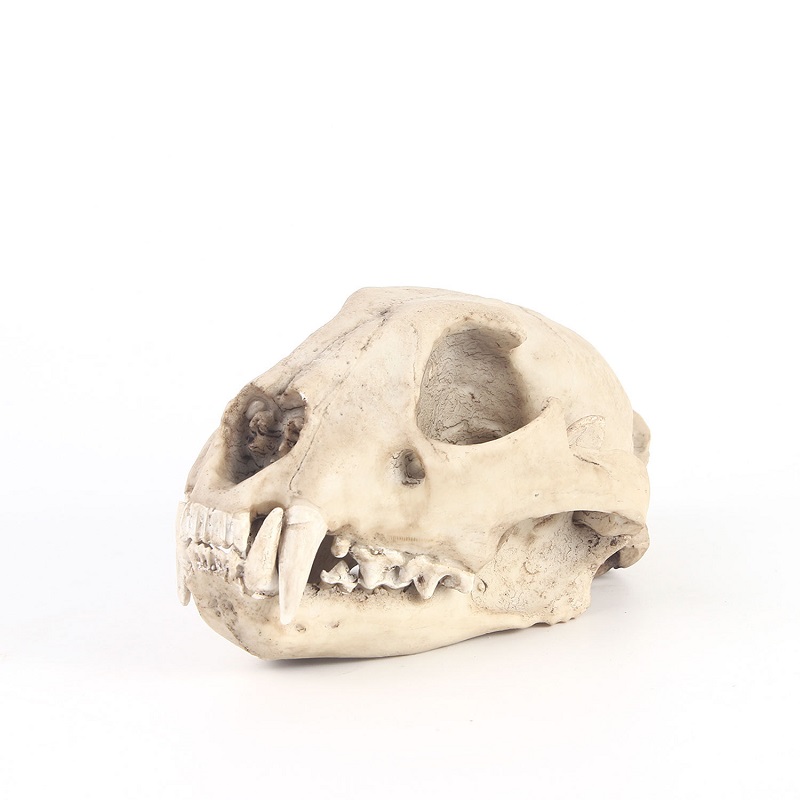 Art And Craft Science - Leopard Skull รุ่น Resin หัตถกรรม Skull