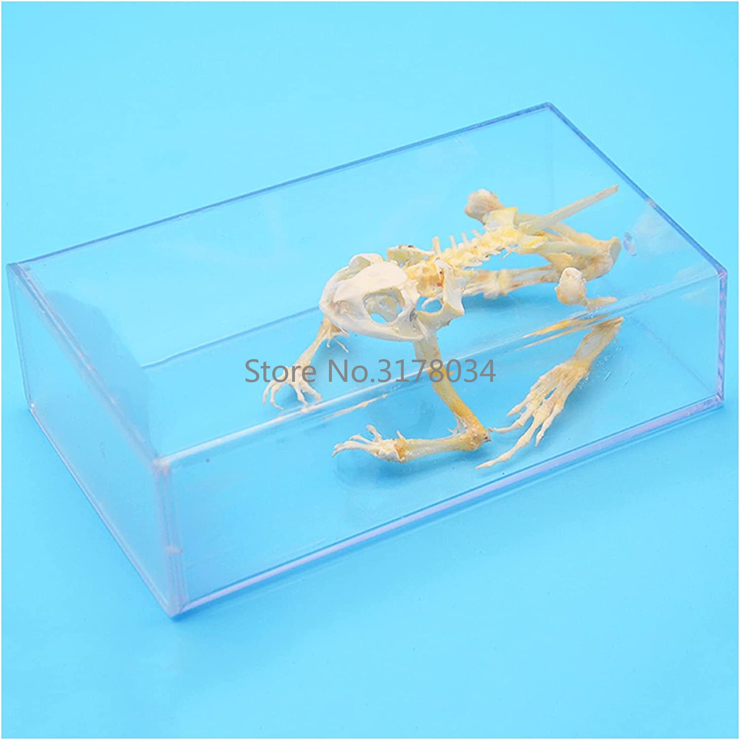 สัตว์โครงกระดูกกบกระดูกตัวอย่า - Art And Craft Science บทวิจารณ์และราคา