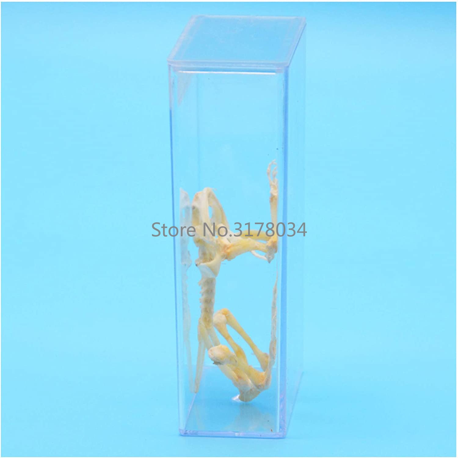 สัตว์โครงกระดูกกบกระดูกตัวอย่า - Art And Craft Science บทวิจารณ์และราคา