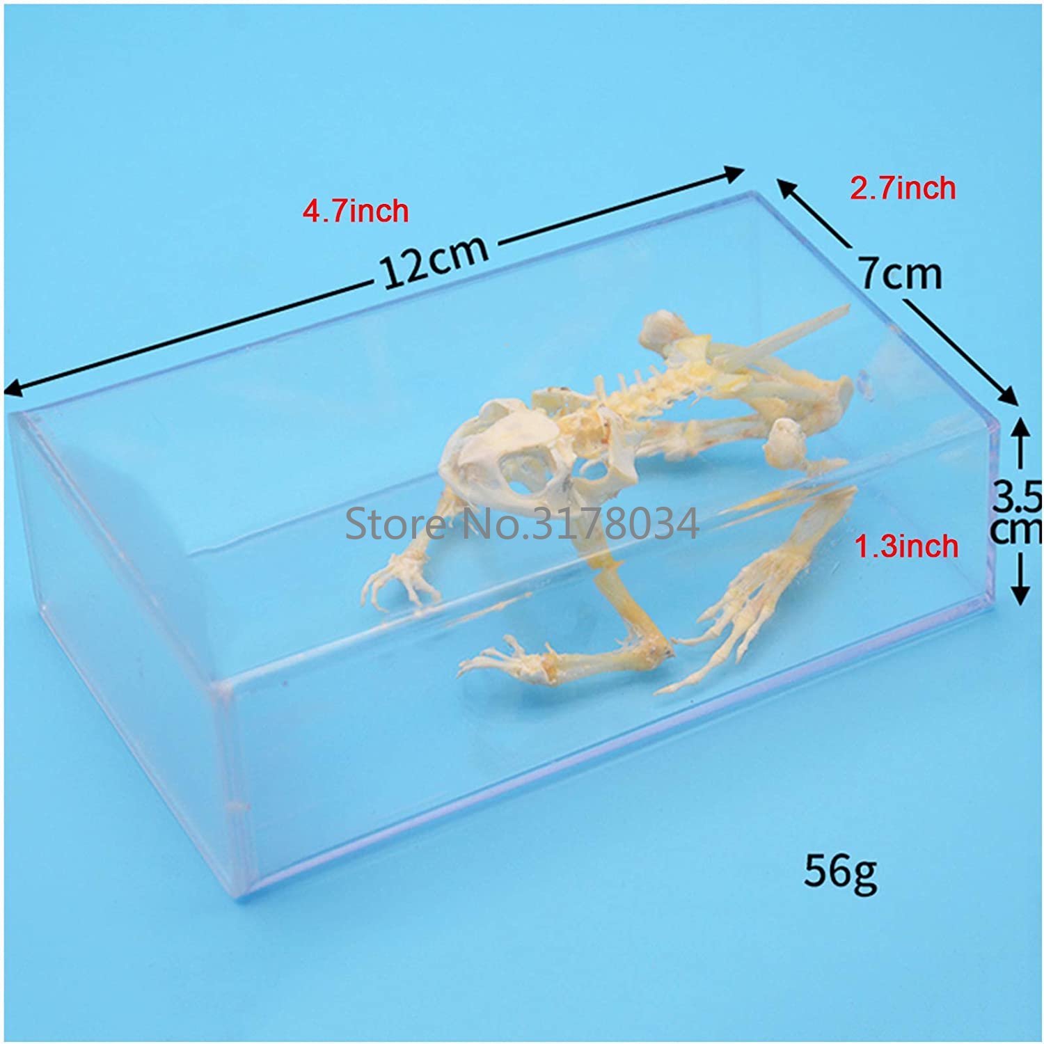 สัตว์โครงกระดูกกบกระดูกตัวอย่า - Art And Craft Science บทวิจารณ์และราคา