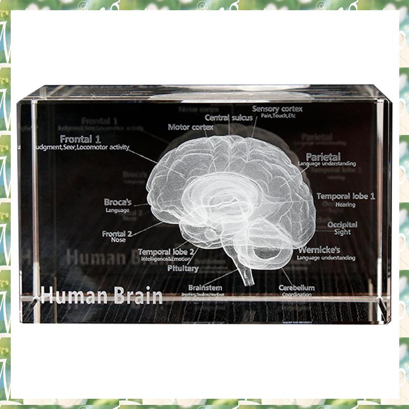 FIZP คริสตัล 3D สมอง Anatomica - Art And Craft Science บทวิจารณ์และราคา