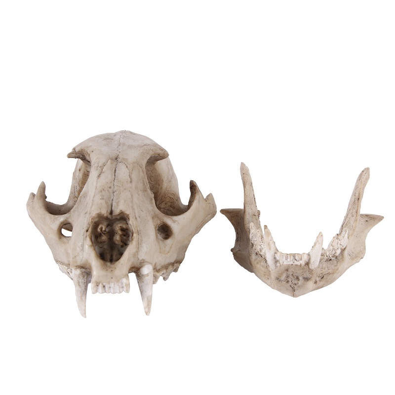 Leopard Skull รุ่น Resin หัตถก - Art And Craft Science บทวิจารณ์และราคา