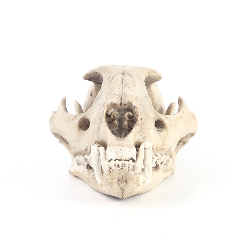 Leopard Skull รุ่น Resin หัตถก - Art And Craft Science บทวิจารณ์และราคา