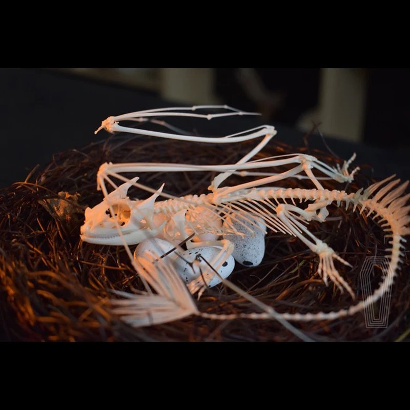 แบบจำลองโครงกระดูกมังกรทูธเลส  - Art And Craft Science บทวิจารณ์และราคา